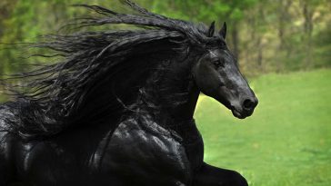 stunning friesian stallion