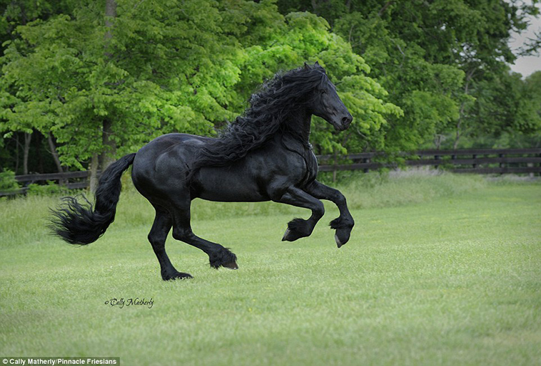 stunning friesian stallion