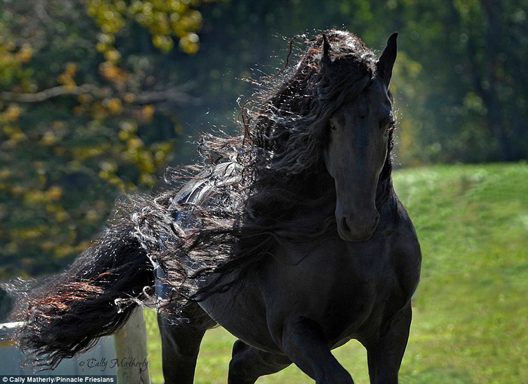 stunning friesian stallion