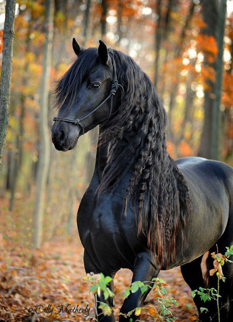 friesian stallion horse