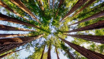 Trees Speak A Language We Can Learn