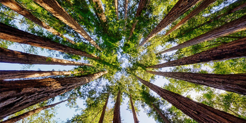 Trees Speak A Language We Can Learn