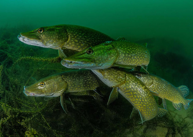 winning pictures Underwater Photographer Year 2018