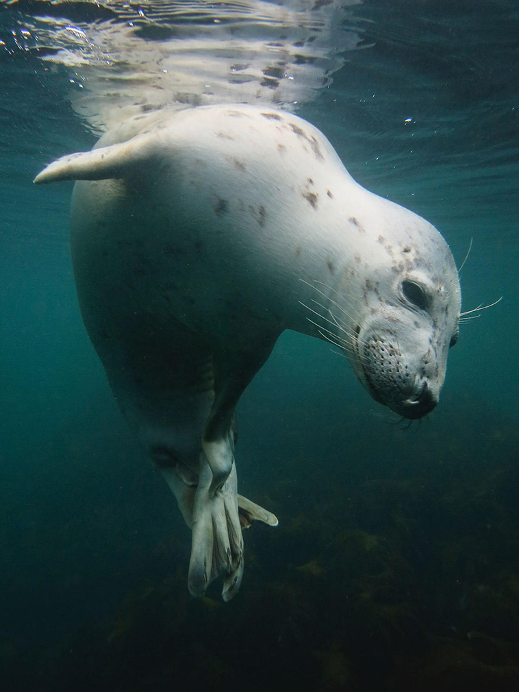 winning pictures Underwater Photographer Year 2018