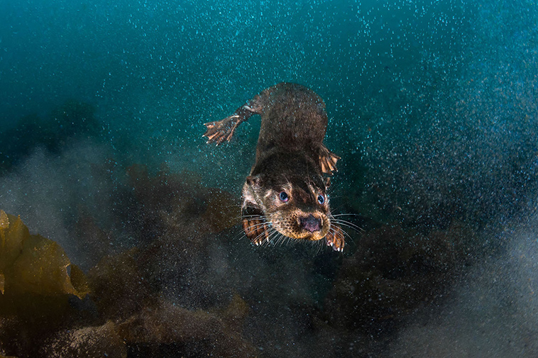 winning pictures Underwater Photographer Year 2018