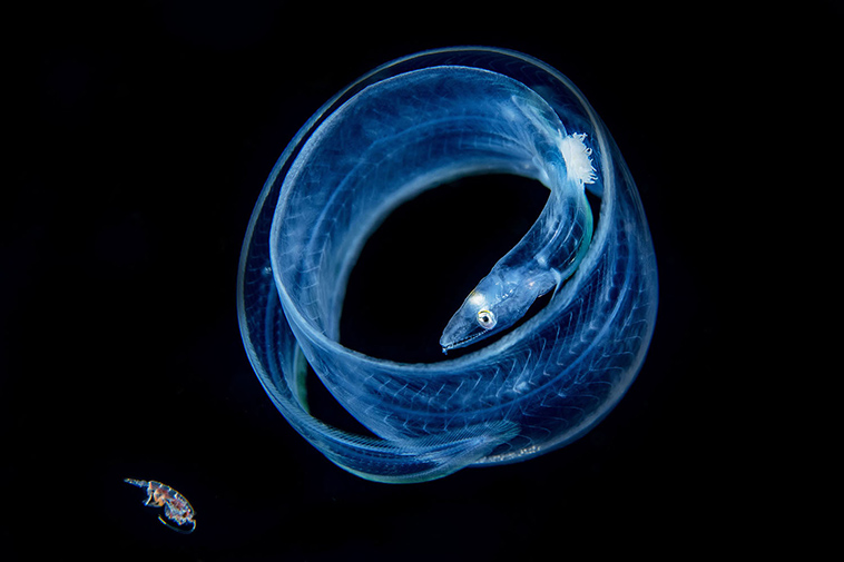 winning pictures Underwater Photographer Year 2018