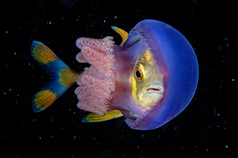 winning pictures Underwater Photographer Year 2018