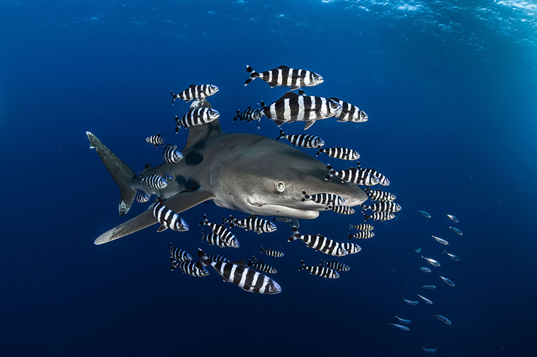 winning pictures Underwater Photographer Year 2018