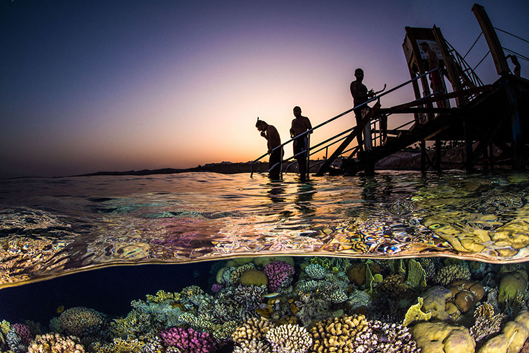 winning pictures Underwater Photographer Year 2018