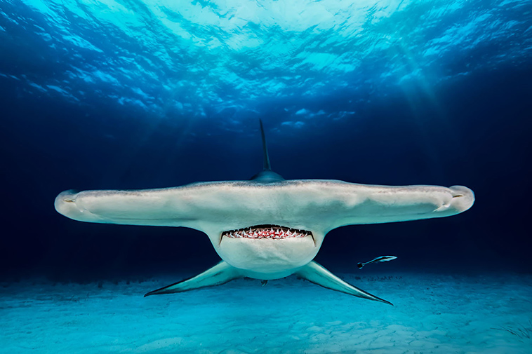 winning pictures Underwater Photographer Year 2018