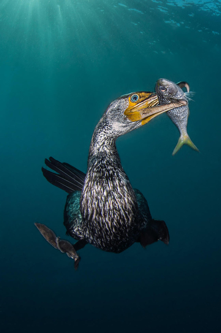 winning pictures Underwater Photographer Year 2018