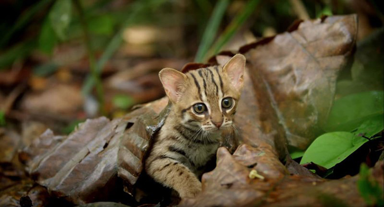 worlds smallest cat