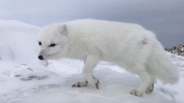 Arctic Fox Greeting Explorers