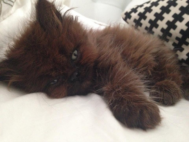Runt-fur-baby-becomes-massive-fluffy-cuddle-monster