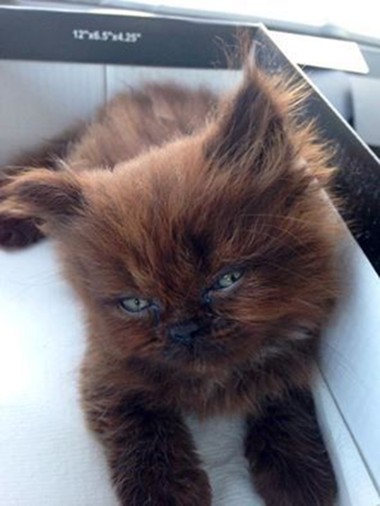 Runt-fur-baby-becomes-massive-fluffy-cuddle-monster