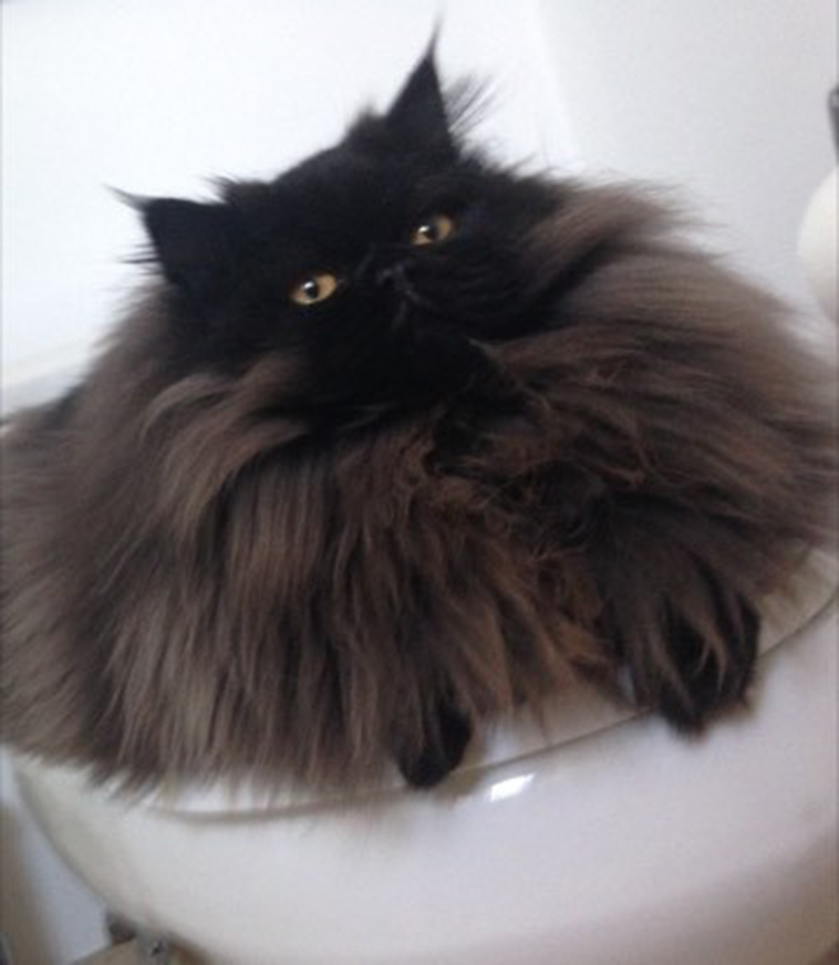 Runt-fur-baby-becomes-massive-fluffy-cuddle-monster