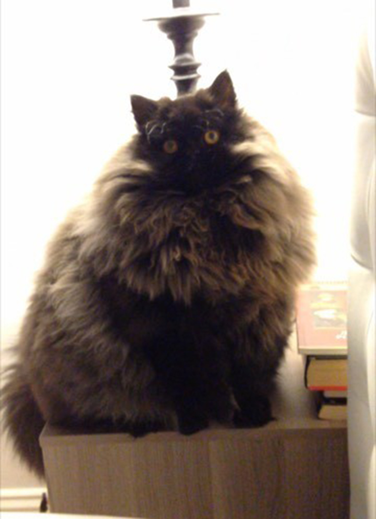 Runt-fur-baby-becomes-massive-fluffy-cuddle-monster