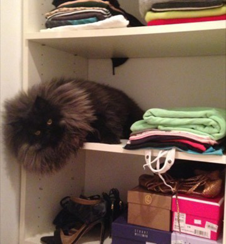 Runt-fur-baby-becomes-massive-fluffy-cuddle-monster