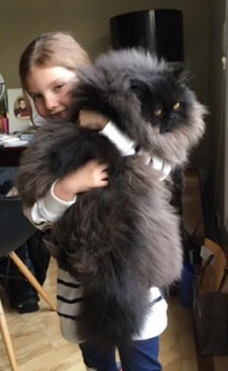 Runt-fur-baby-becomes-massive-fluffy-cuddle-monster