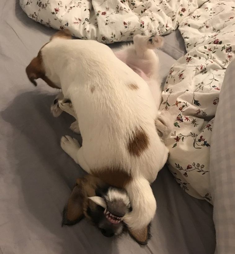Two Pets Are Better Than One