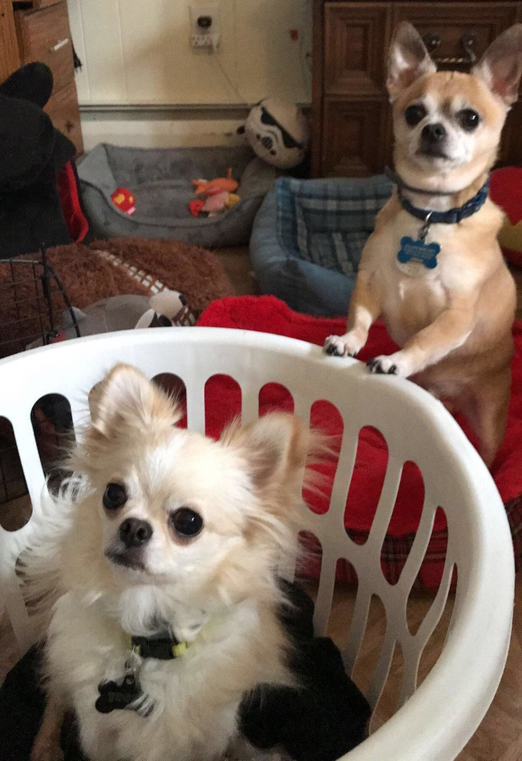 Two Pets Are Better Than One