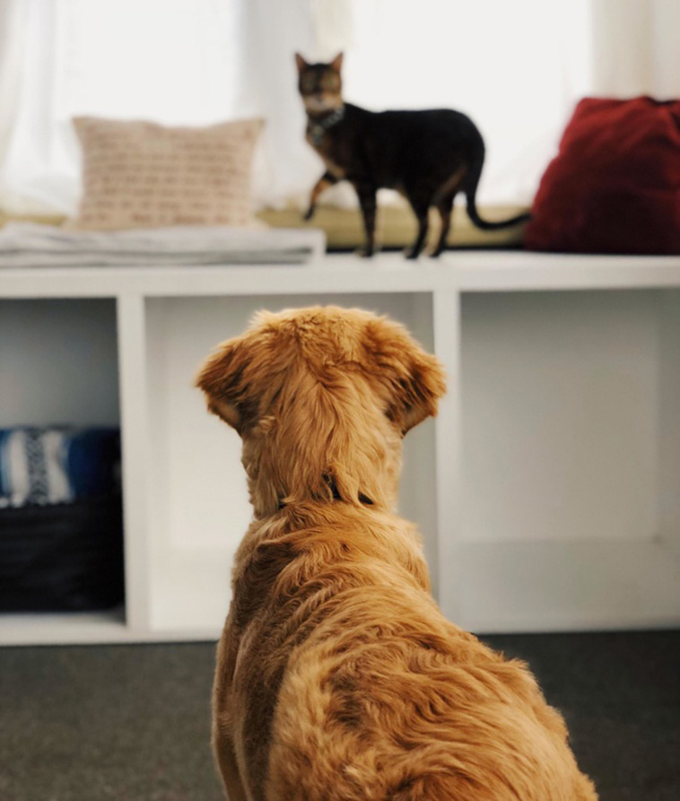 Two Pets Are Better Than One