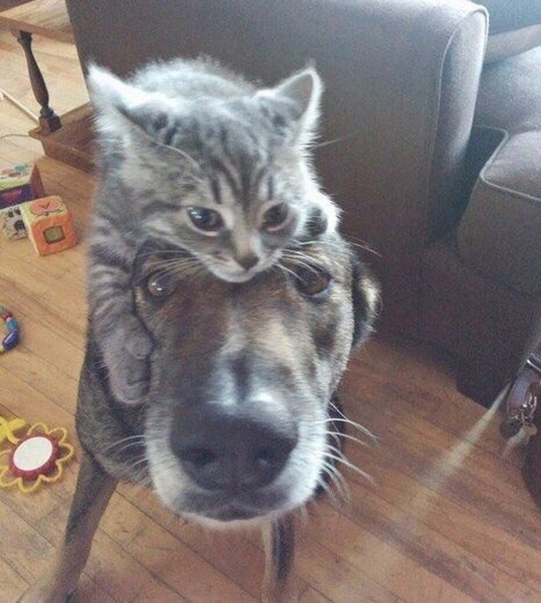 Two Pets Are Better Than One