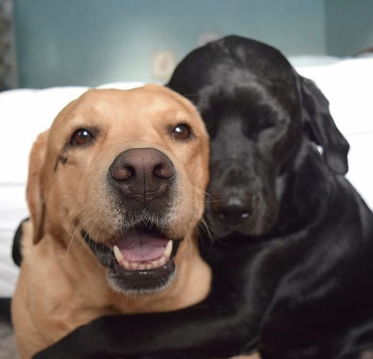 Two Pets Are Better Than One