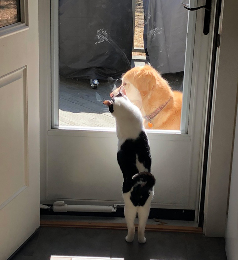 Two Pets Are Better Than One