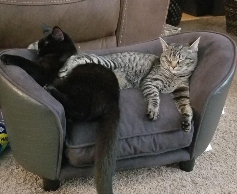 Two Pets Are Better Than One
