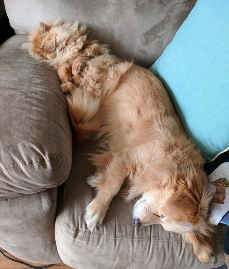 Two Pets Are Better Than One