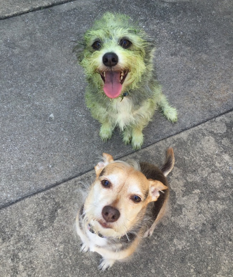 Two Pets Are Better Than One