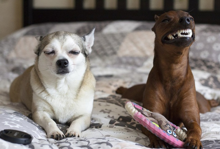 Two Pets Are Better Than One