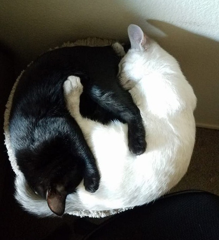 Two Pets Are Better Than One