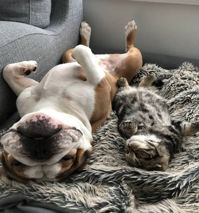 Two Pets Are Better Than One
