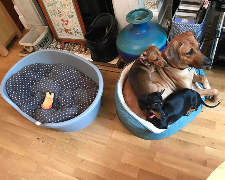 Two Pets Are Better Than One