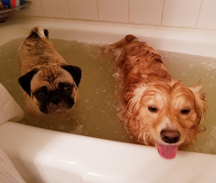 Two Pets Are Better Than One