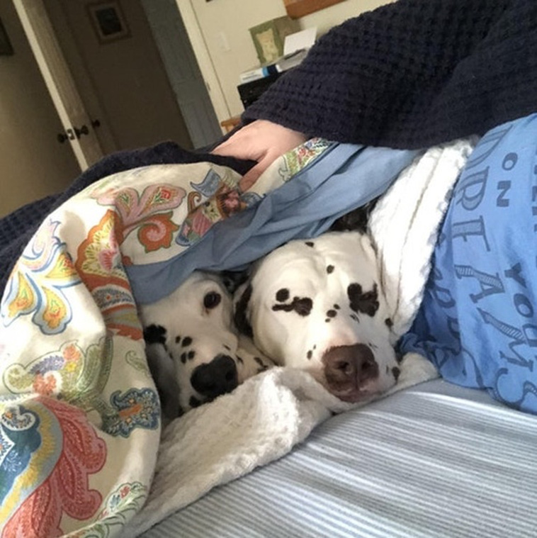 Two Pets Are Better Than One
