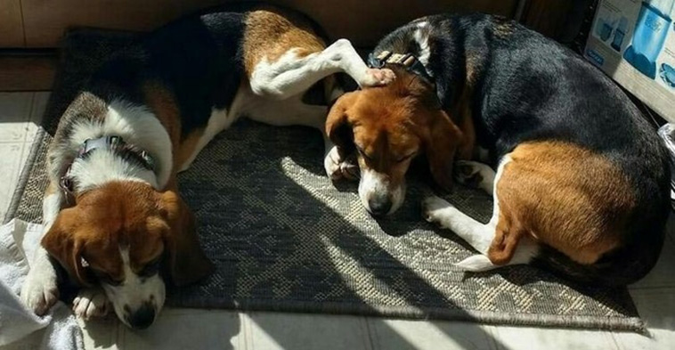 Two Pets Are Better Than One