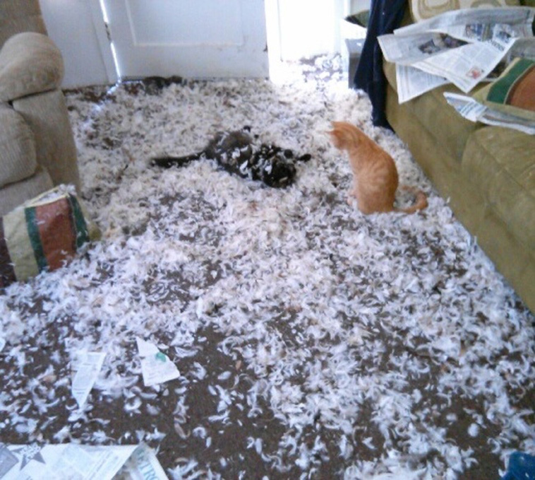 Two Pets Are Better Than One