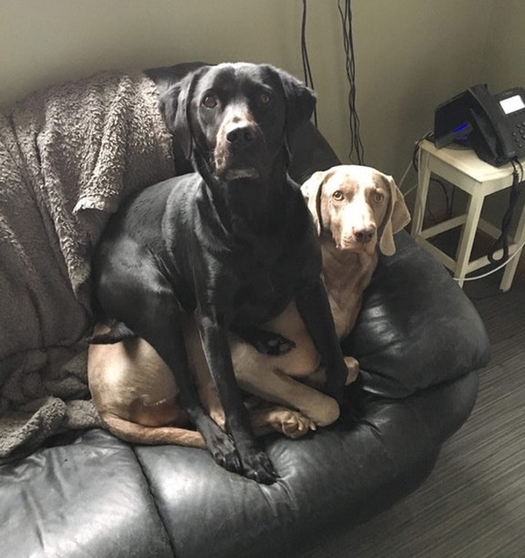 Two Pets Are Better Than One