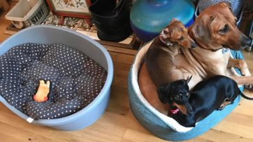 25 Photographs That Prove Two Pets Are Better Than One