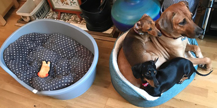 25 Photographs That Prove Two Pets Are Better Than One