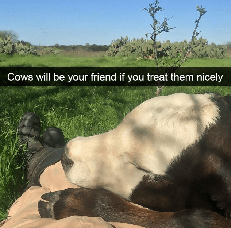 animal snapchats