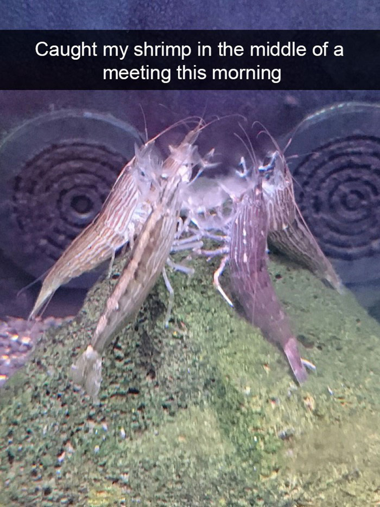 animal snapchats