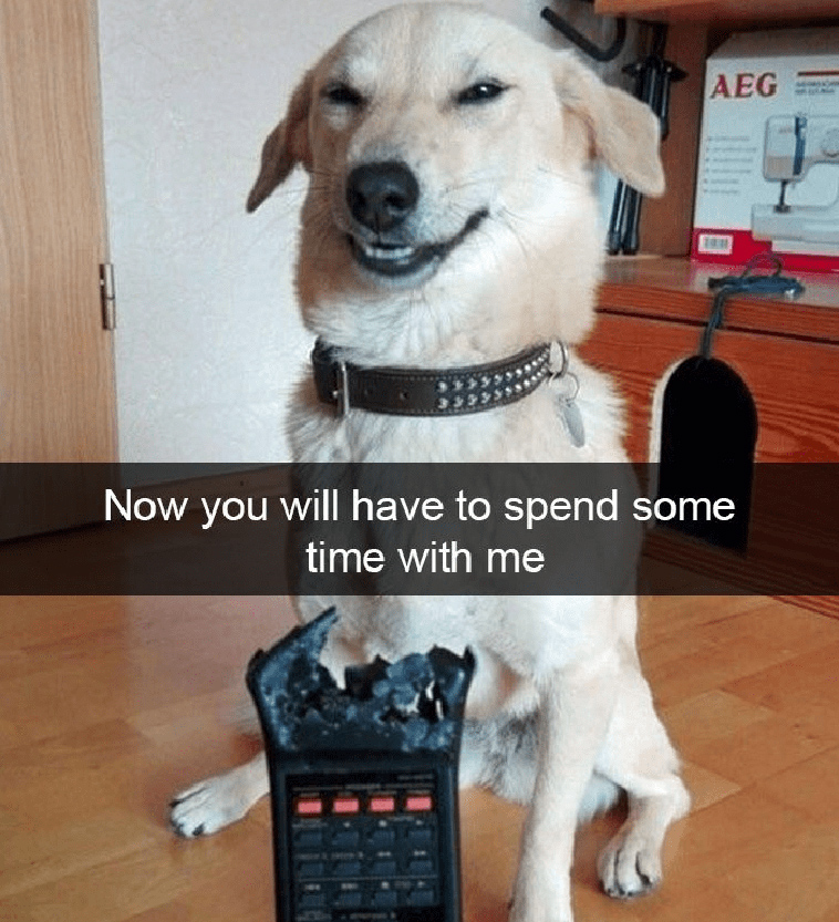 animal snapchats