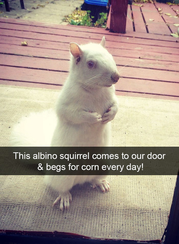 animal snapchats
