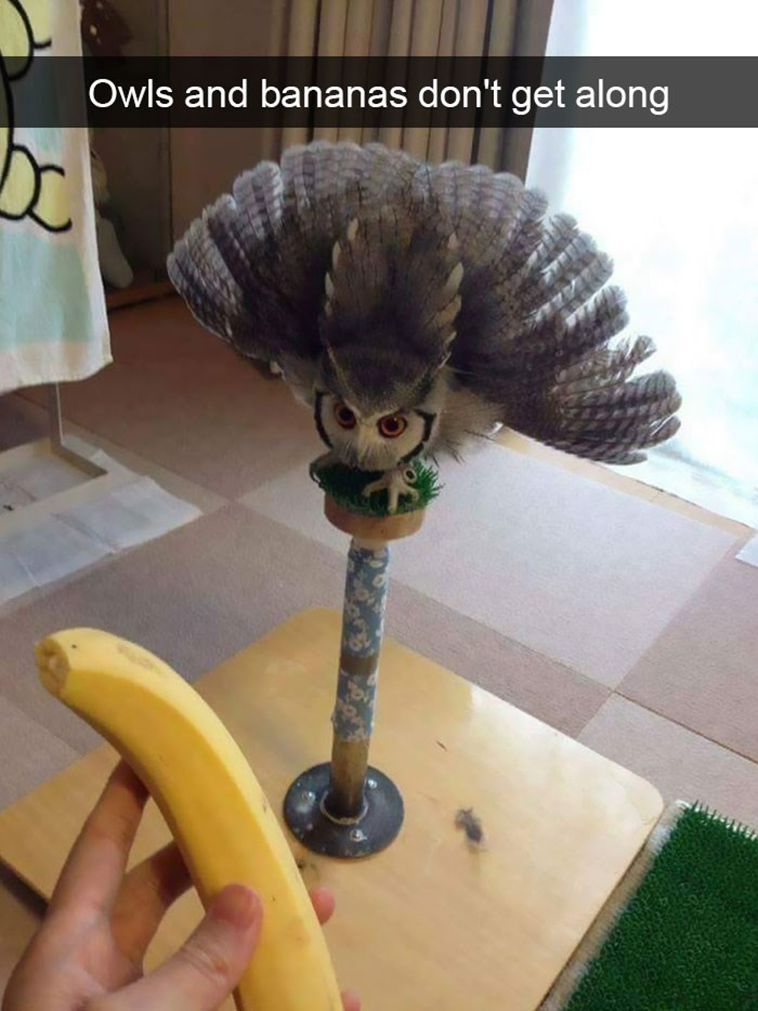 animal snapchats