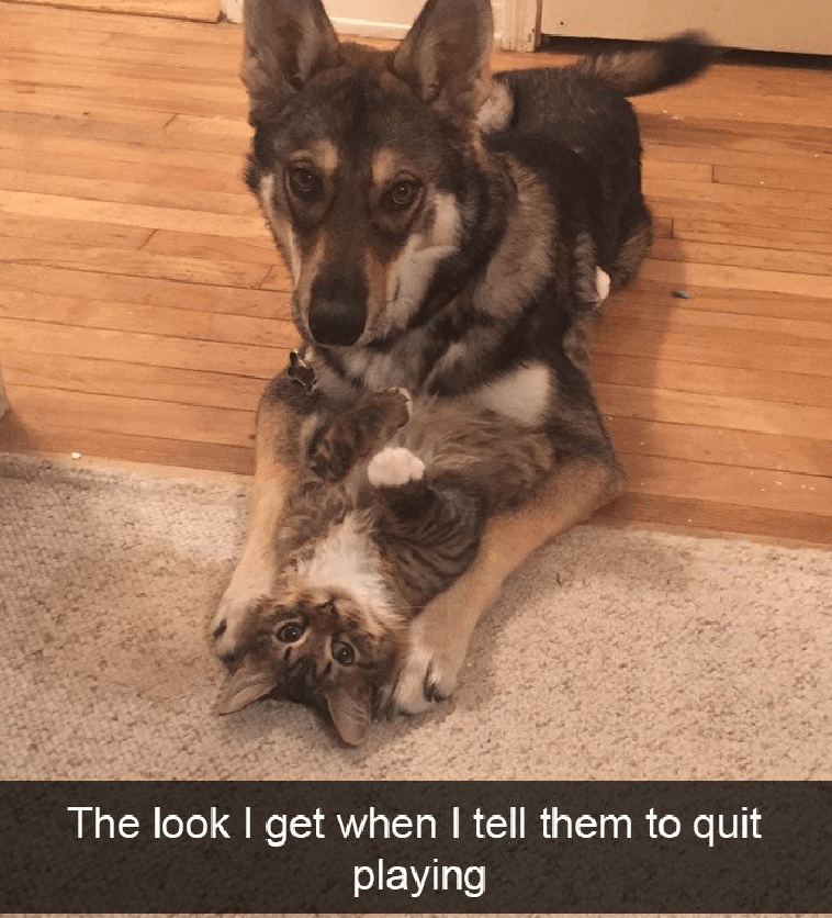 animal snapchats
