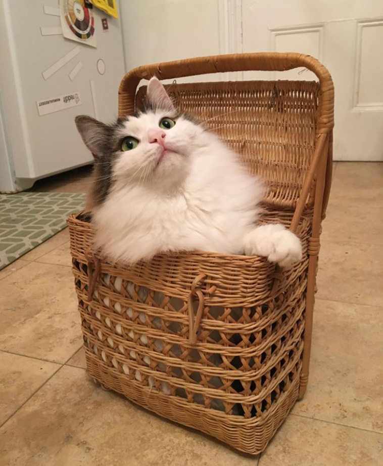 cat keeps stuffing himself into boxes